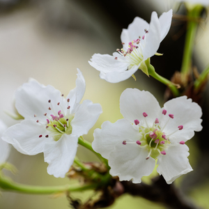 亚洲see少妇裸体pics
